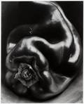 EDWARD WESTON MODERN GELATIN SILVER PRINT