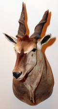 CENTRAL AFRICAN GIANT ELAND TROPHY MOUNT