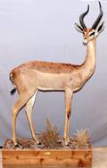 AFRICAN SOUTHERN GERENUK FULL BODY TROPHY MOUNT