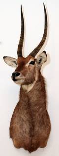 AFRICAN RINGED OR COMMON WATERBUCK TROPHY MOUNT