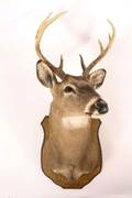 Animal Antlered Deer Head Mount