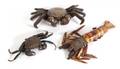 GROUP OF DECORATIVE CRUSTACEANS