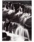 ANSEL ADAMS AMERICAN 19021984 Fern Spring Dusk Yosemite Valley California