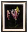 Barry Taratoot Untitled Lily Photograph