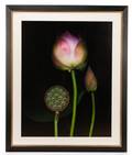 Barry Taratoot Untitled Pink Tulip Photograph