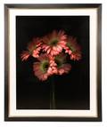 Barry Taratoot Untitled Pink Daisy Photograph