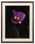 Barry Taratoot Untitled Iris Photograph