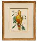 Mark Catesby Parrot of Paradise of Cuba