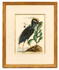 Mark Catesby Ardea Stellaris Cristata Engraving