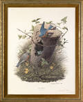 Two Richard Sloan bird prints