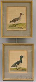 Two Framed Handcolored Engravings of Ducks
