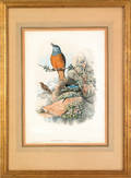 Three Gould  Richter color bird lithographs