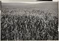 Ansel Adams American 19021984 Field of Grasses Laguna Niguel