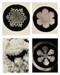 Wilson Alwyn Bentley American 18651931 Four Photographs Three of Snowflakes and One of Frost