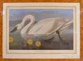 Framed John James Audubon Reproduction of the Common American Swan