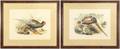 Pair of Ornithological Chromolithographs Pheasant