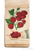 The Specimen Book of Fruits Flowers and Ornamental Trees Carefully Drawn and Colored from Nature for the Use of Nurserymen