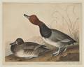 Audubon John James 17851851 Red Headed Duck Plate CCCXXII