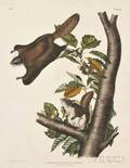Audubon John James 17851851 Oregon Flying Squirrel Plate XV