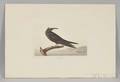 Audubon John James 17851851 Noddy Tern Plate CCLXXV