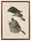 Audubon John James 17851851 Labrador Falcon Plate CXCVI