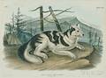 Audubon John James 17851851 Hare Indian Dog Plate CXXXII