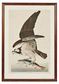 Audubon John James 17851851 Fish Hawk Plate 81