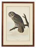 Audubon John James 17851851 Cinereous Owl Plate CCCLI