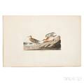 Audubon John James 17851851 Buff Breasted Sandpiper Plate CCLXV