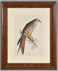 Four Framed Ornithological Prints