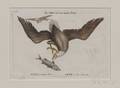 Catesby Mark 16791749 Aquila Capite Albo Plate II