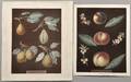 Brookshaw George 17511823 Two Botanical Prints Pears and Peaches