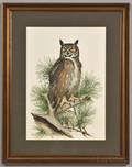 Peterson Roger Tory 19081996 Great Horned Owl Signed Limited Edition