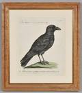 Manetti Xavier 17231784 Five Engraved Ornithological Prints