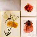 Ann Parker British b 1934 Three Color Photographs of Flowers Dragon Fly and Lily Giant Hibiscus