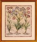 Basilius Besler German 15611629 Two Botanical Prints of Caryophyllus Multiplex