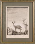 Pencil study of a gazelle signed L Blumerel