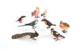 Eight Austrian cold painted bronze exotic  birds