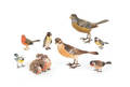 Eight Austrian cold painted bronze ornithological subjects