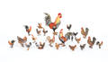 Approximately twentyone Austrian cold painted bronze roosters