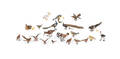 Approximately thirtynine Austrian cold painted bronze ornithological figures