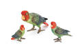 Three Austrian cold painted bronze parrots