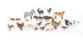 Twenty Austrian cold painted bronze farm animals