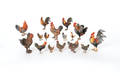 Sixteen Austrian cold painted bronze roosters and chickens