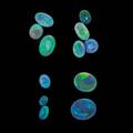Twelve unmounted black opals with greenblue fire