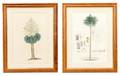 Two British Hand Colored Botanical Lithographs