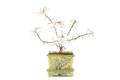Chinese Crystal Cherry Tree in Porcelain Planter