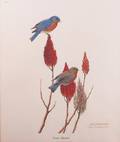 William Zimmerman Signed Eastern Bluebird Print