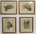 A Group of Four Botanical Prints