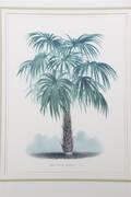 A Pair of Color Prints Depicting Palm Trees